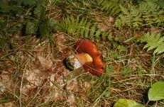 Flockenstieliger Hexenröhrling, Foto 34