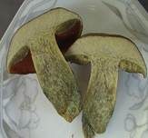 Flockenstieliger Hexenröhrling, Foto 7