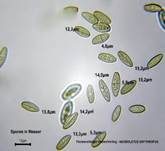 Flockenstieliger Hexenröhrling, Foto 69