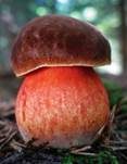 Flockenstieliger Hexenröhrling, Foto 79