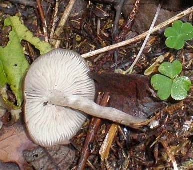 Flockenstieliger Wasserfuß, Foto 2