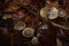 Flockenstieliges Graublatt, Foto 6