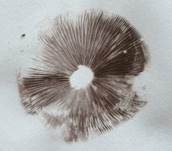 Ausgeflachter Faserling, Foto 12