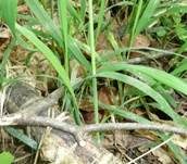Ausgeflachter Faserling, Foto 17