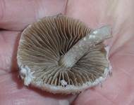 Ausgeflachter Faserling, Foto 20