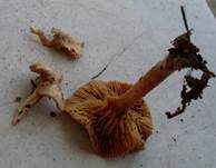 Flockiger Trompetenschnitzling, Foto 13