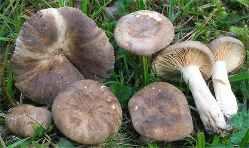 Flügelsporiger Milchling, Foto 2