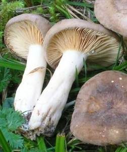 Flügelsporiger Milchling, Foto 5