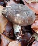 Flügelsporiger Milchling, Foto 7