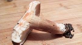 Flügelsporiger Milchling, Foto 10
