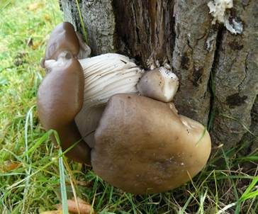 Austernseitling, Foto 5