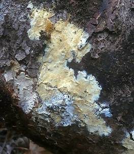 Fransiger Wollrindenpilz, Foto 2