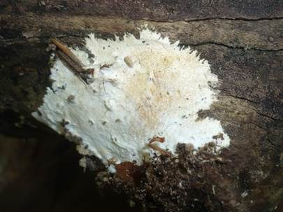 Fransiges Filzgewebe, Foto 2
