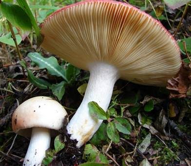 Freudiger Täubling, Foto 3