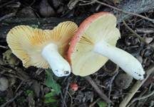 Freudiger Täubling, Foto 12