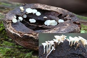 Fruchtschalenbecherchen, Foto 1