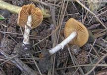 Frühlings-Glockenschüppling, Foto 17