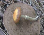 Frühlings-Glockenschüppling, Foto 18