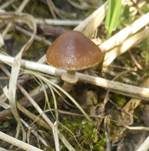 Frühlings-Glockenschüppling, Foto 6