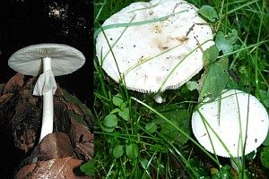 Frühlingsknollenblätterpilz, Foto 1