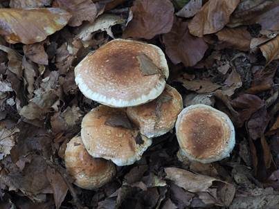 Fuchsigbrauner Schleimkopf, Foto 4