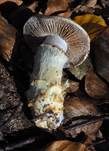 Fuchsigbrauner Schleimkopf, Foto 9